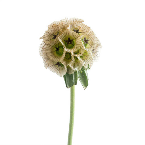 White Scabiosa – Bulk Wedding Flowers | Phoenix AZ