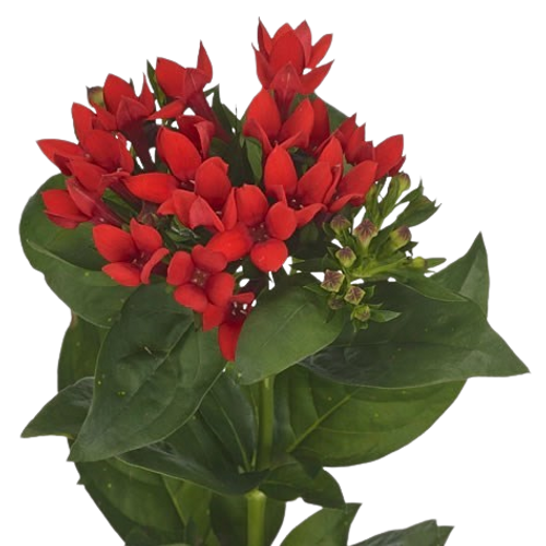 Red Bouvardia – Bulk Flowers – Phoenix Arizona