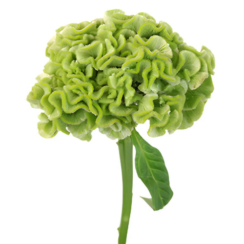 Green Celosia Coxcomb – Bulk Velvet Brain Flower – Phoenix Arizona
