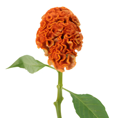 Orange Coxcomb Celosia – Bulk Flower – Phoenix Arizona