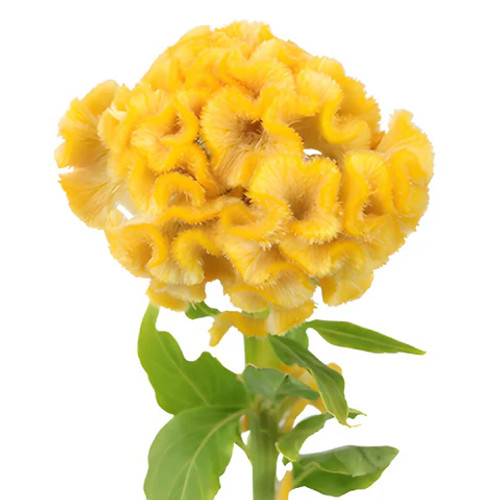 Yellow Coxcomb Celosia – Bulk Flower – Phoenix Arizona