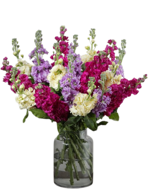 Fragrant Fields bouquet with mixed color stock flowers in lavender, magenta, and cream – Phoenix AZ Fragrant Fields bouquet with mixed color stock flowers in lavender, magenta, and cream – Phoenix AZ