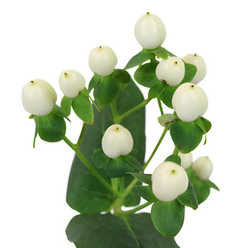 White Hypericum – Bulk Filler Flower – Phoenix Arizona