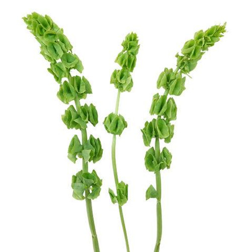 Bells of Ireland – Bulk Green Line Flower – Phoenix Arizona