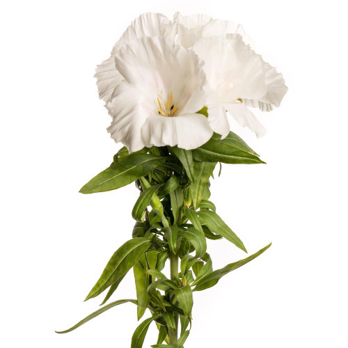 White Godetia – Bulk Flower – Phoenix Arizona
