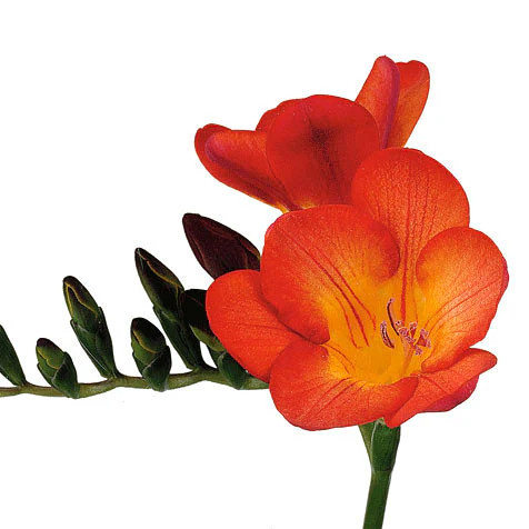Flowers - Freesia - Arizona Flower Market