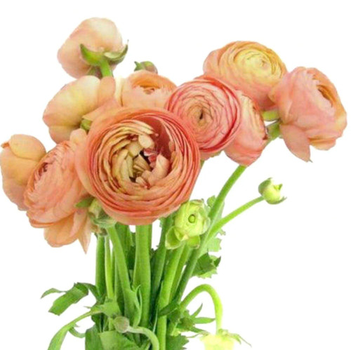 Peach Ranunculus – Bulk Flower | Phoenix AZ