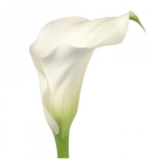 White Large Calla Lily – Bulk Flower – Phoenix Arizona