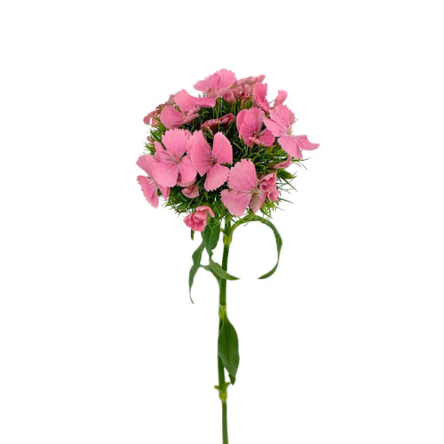 Pink Dianthus – Bulk Flower – Phoenix Arizona