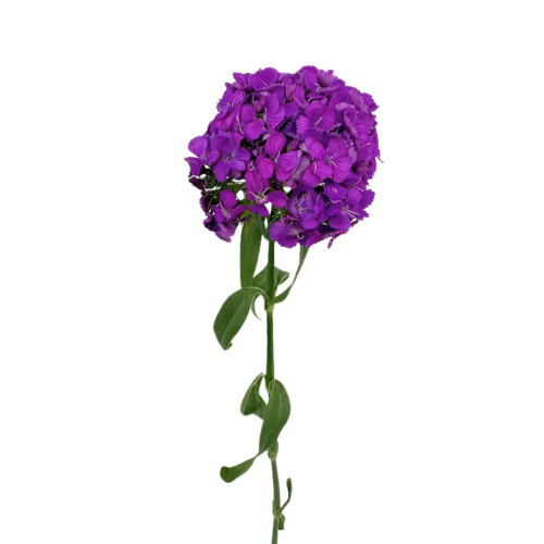 Purple Dianthus – Bulk Flower – Phoenix Arizona