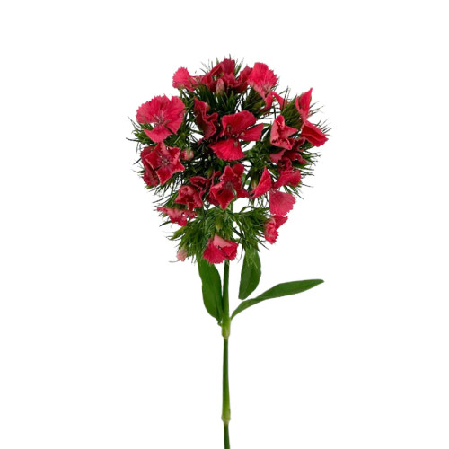 Red Dianthus – Bulk Flower – Phoenix Arizona