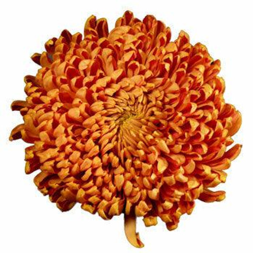 Bronze Football Chrysanthemum – bulk wholesale flowers Arizona Flower Market