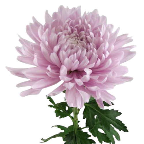 Lavender Football Chrysanthemum – bulk wholesale flowers Arizona Flower Market