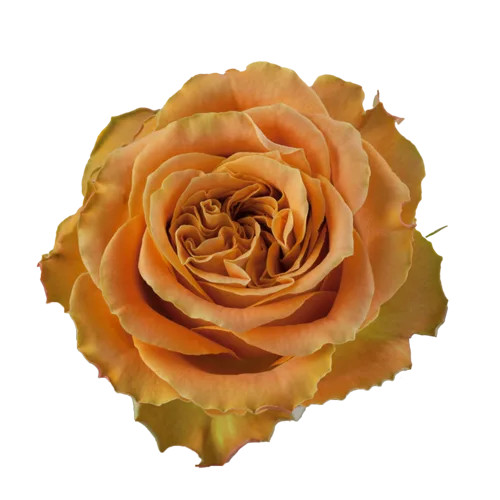 Copper Kiss Rose – Bulk Flower | Phoenix AZ