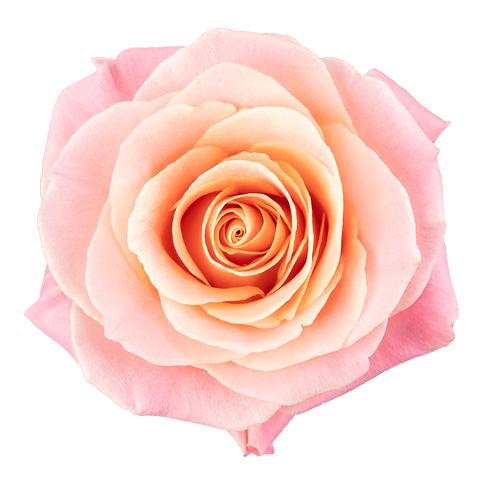 Miss Piggy Rose – Bulk Flower – Phoenix Arizona