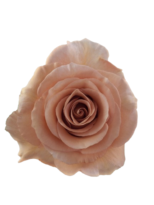 Moab Rose – Bulk Flower – Phoenix Arizona