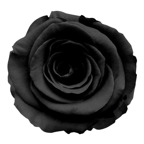 Black Tinted Rose – Bulk Flower – Phoenix Arizona