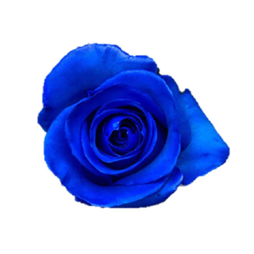 Dark Blue Tinted Rose – Bulk Flower – Phoenix Arizona
