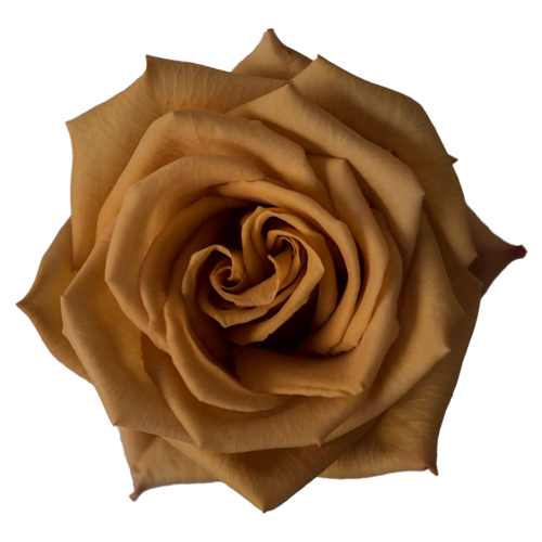 Toffee Rose – Bulk Flower – Phoenix Arizona