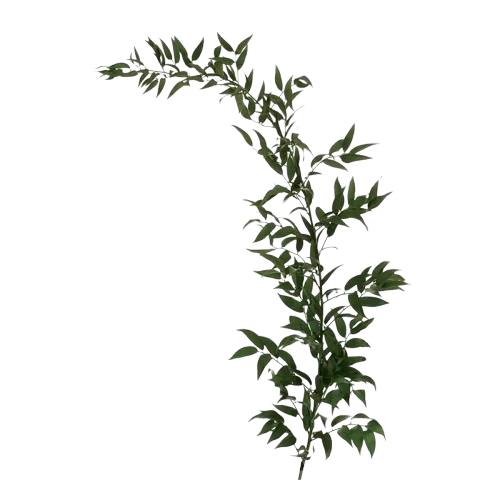 Extra Long Green Italian Ruscus – Bulk Foliage – Phoenix Arizona