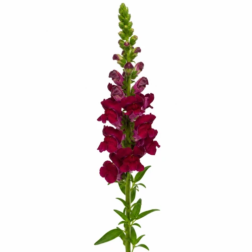 Burgundy snapdragon stem – bulk flower