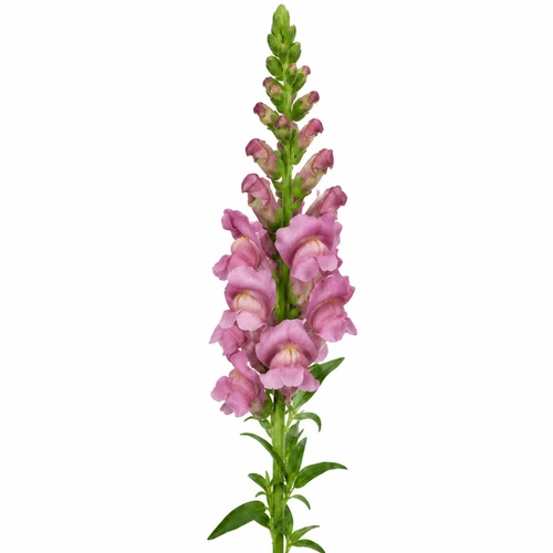 Lavender snapdragon stem – bulk flower