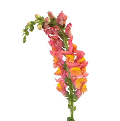 Orange Snapdragon – Bulk Flower Bunch – Phoenix Arizona