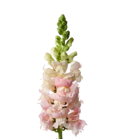 Light Pink Snapdragon – Bulk Flower Bunch – Phoenix Arizona