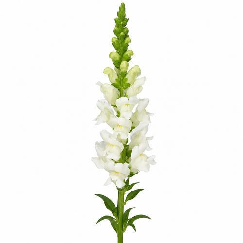 White snapdragon stem with tall white flower spike