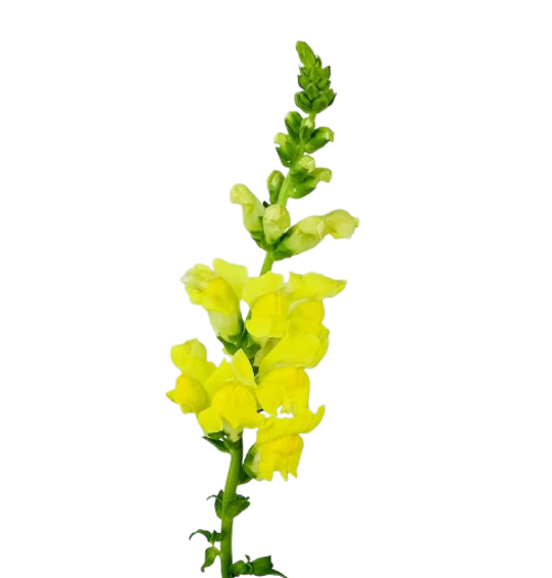Yellow Snapdragon Bulk Flower Stems – Arizona Flower Market Phoenix