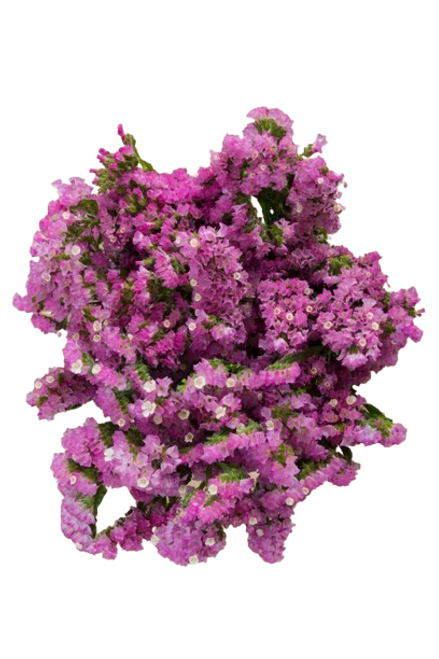 Hot Pink Statice Flower Stems – Bulk Filler – Phoenix Arizona