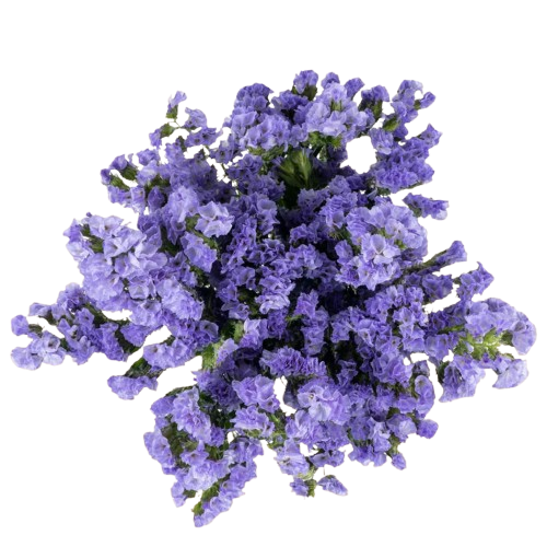 Lavender Statice Flower Stems – Bulk Filler – Phoenix Arizona