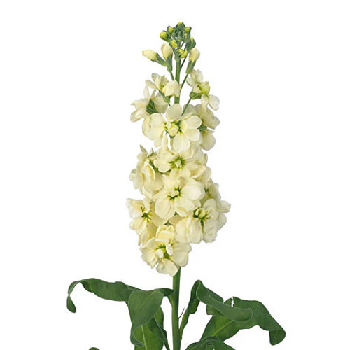 Cream Stock Flower Stems – Bulk Fresh Flowers – Phoenix Arizona