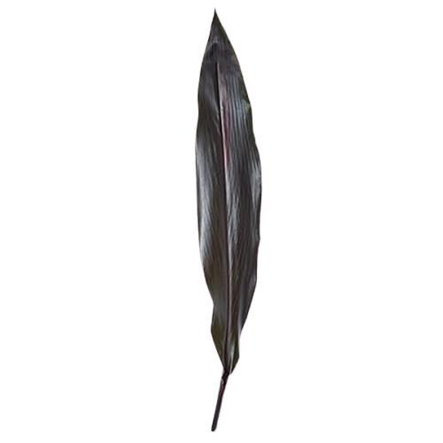 Black Ti Leaf – Bulk Tropical Foliage – Phoenix Arizona
