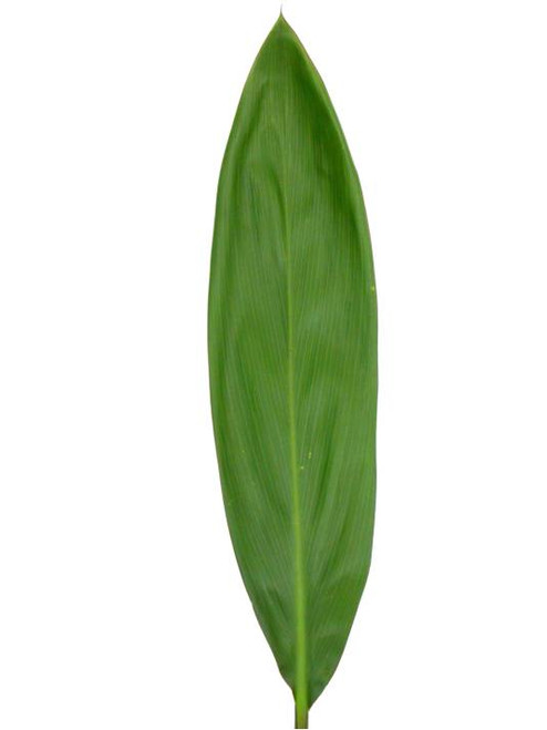 Green Ti Leaf – Bulk Tropical Foliage – Phoenix Arizona