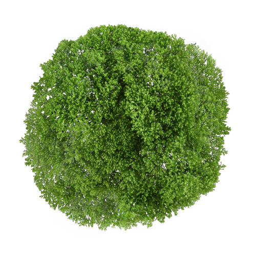 Green Trachelium – Bulk Filler Flower – Phoenix Arizona