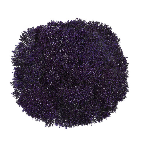 Purple Trachelium – Bulk Filler Flower – Phoenix Arizona