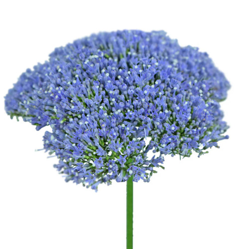 Blue Trachelium – Bulk Filler Flower – Phoenix Arizona