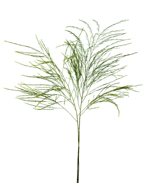 Green Tree Fern – Bulk Foliage Greens – Phoenix Arizona