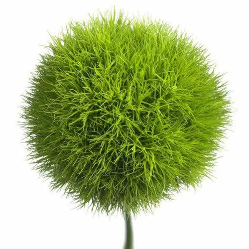 Green Trick Ball – Bulk Dianthus Filler – Phoenix Arizona