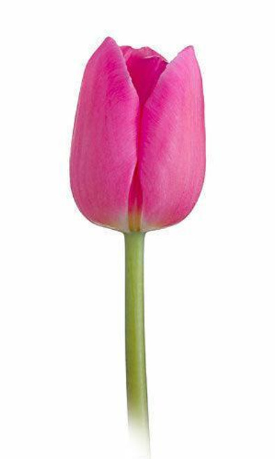 Hot Pink Tulip – Bulk Spring Flower – Phoenix Arizona