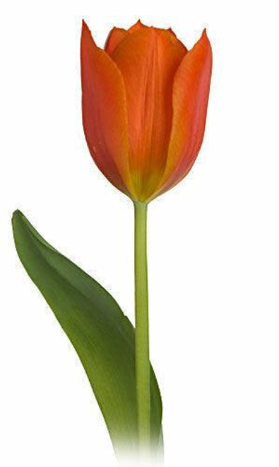 Orange Tulip – Bulk Spring Flower – Phoenix Arizona