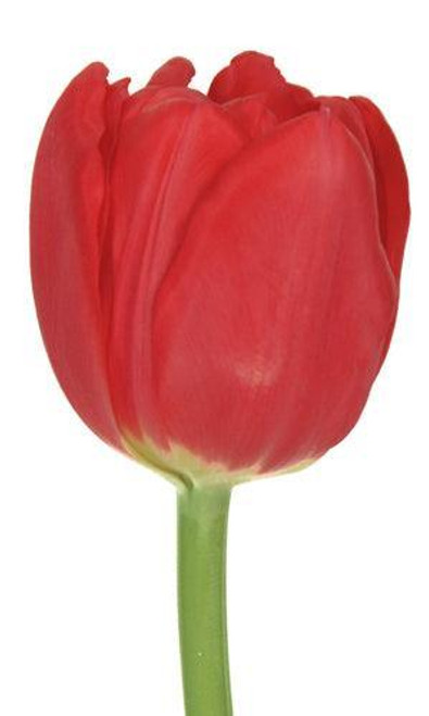Red Tulip – Bulk Spring Flower – Phoenix Arizona