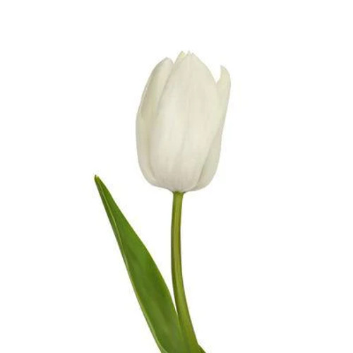 White Tulip – Bulk Spring Flower – Phoenix Arizona