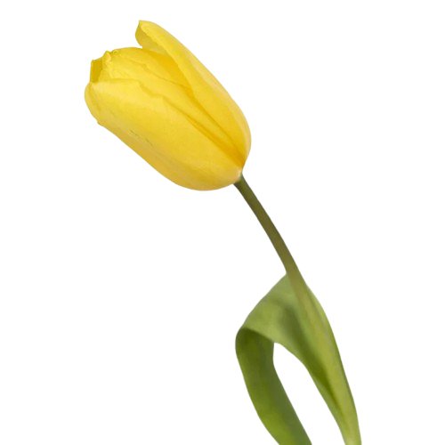 Yellow Tulip – Bulk Spring Flower – Phoenix Arizon
