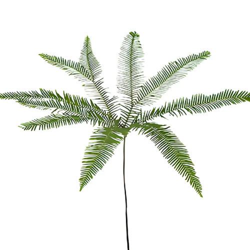 Umbrella Fern – Bulk Fresh Greenery – Phoenix Arizona