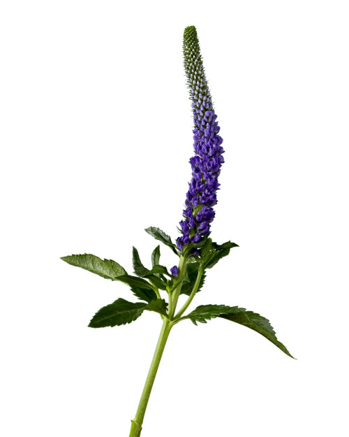 Blue Purple Veronica – Bulk Line Flower – Phoenix Arizona
