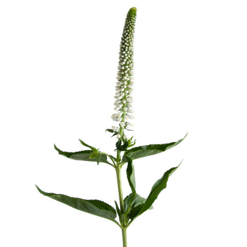 White Veronica – Bulk Line Flower – Phoenix Arizona