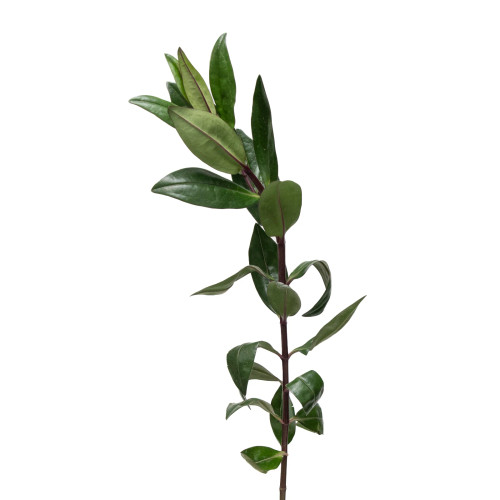 Hebe Greenery – Bulk Fresh Foliage – Phoenix Arizona