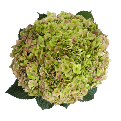 Mini Green Hydrangea – Bulk Focal Flower | Phoenix AZ